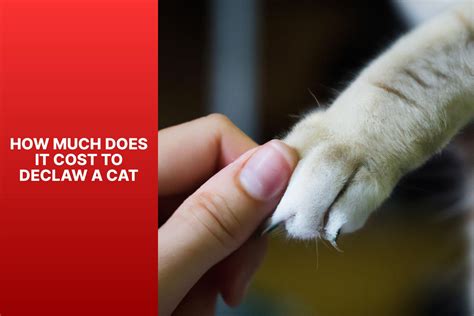 How much would it cost to declaw a cat. Things To Know About How much would it cost to declaw a cat. 
